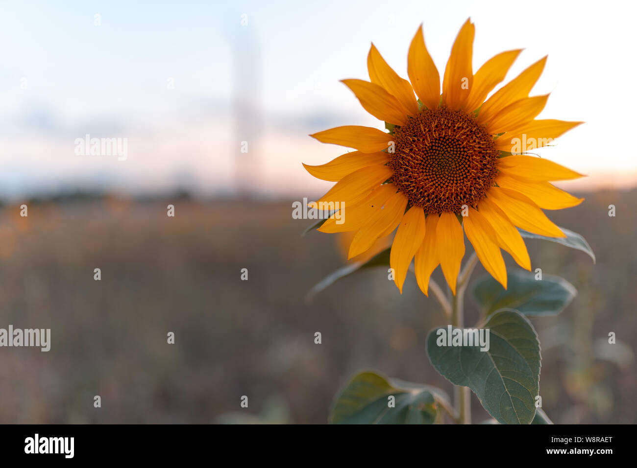 Close up sunflower sunset in hi-res stock photography and images - Alamy