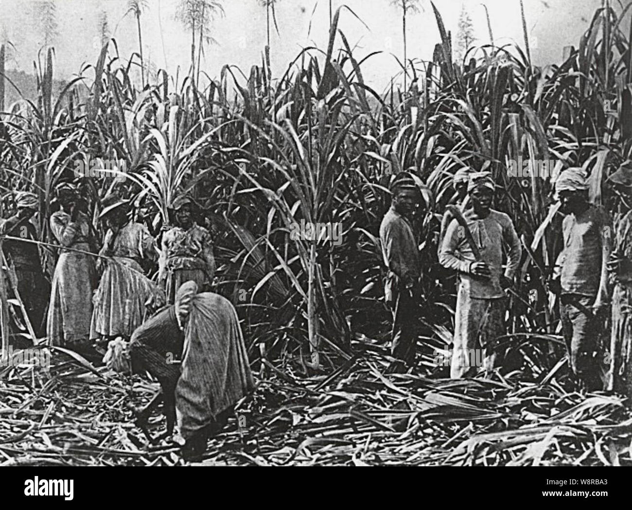 Jamaica sugar plantation 19th century hires stock photography and
