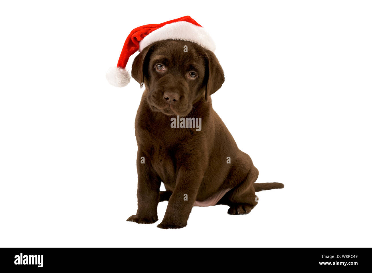 Chocolate Labrador Pup with Father Christmas Hat Stock Photo