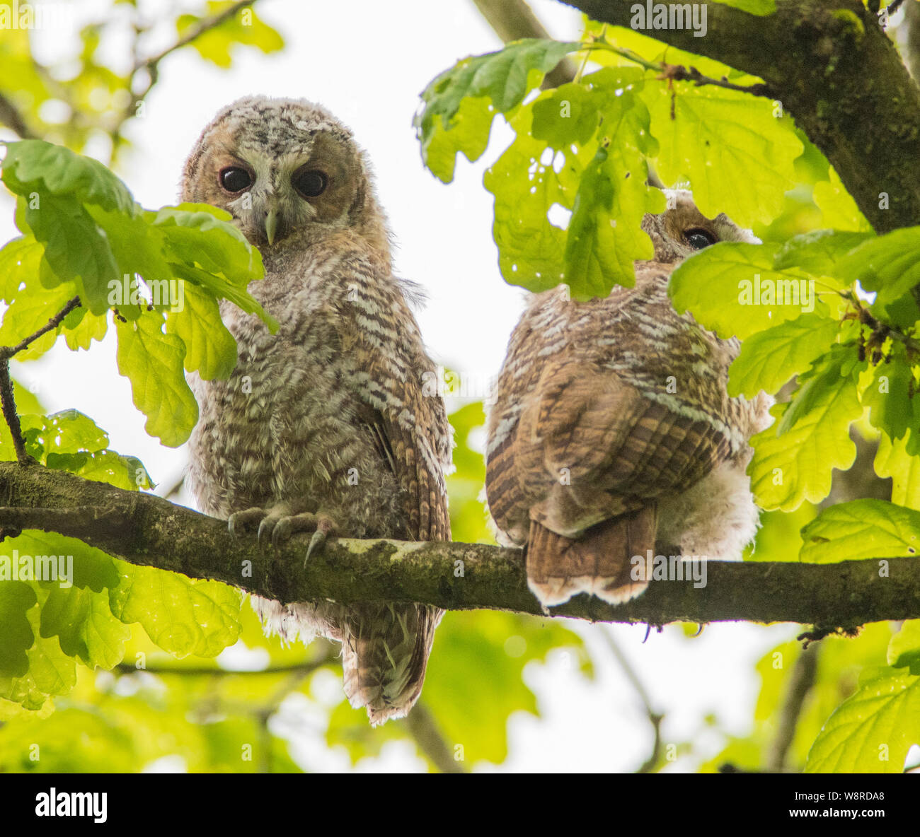 Tawny Owl Chicks Hi res Stock Photography And Images Alamy tawny-owl-chicks-hi-res-stock-photography-and-images-alamy