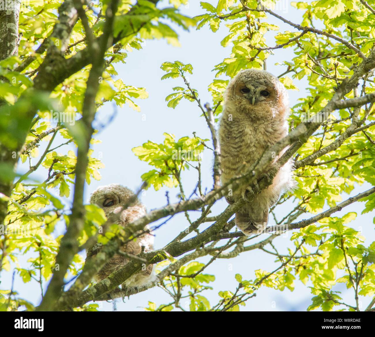 Tawny Owl Chicks Sat In A Northern Oak Woodland Just After Fledging tawny-owl-chicks-sat-in-a-northern-oak-woodland-just-after-fledging