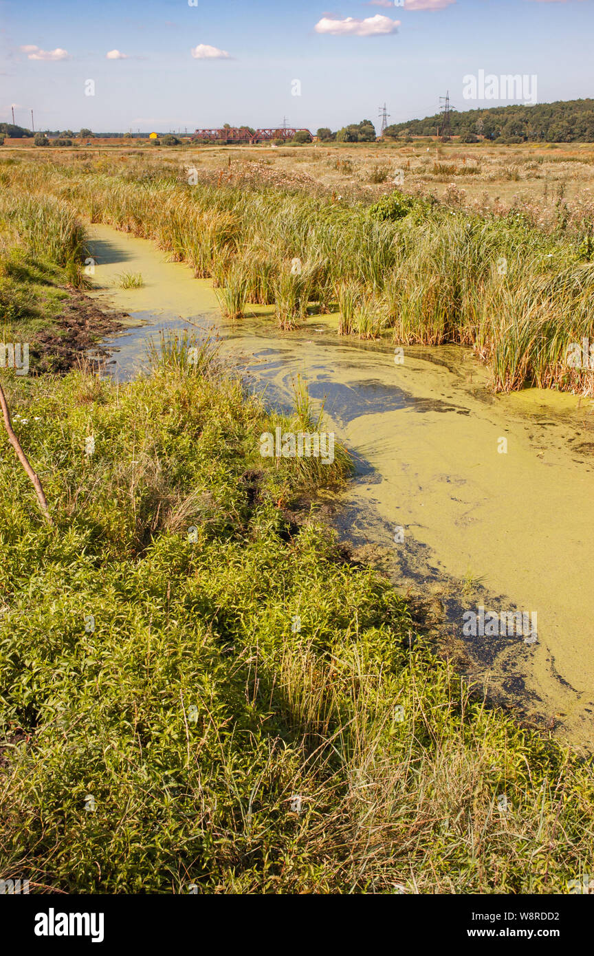 The Irpin River, northwest of Kiev, Ukraine, is covered with green Lemnoideae, also known as Duckweeds or water lenses, during the hot summer. Stock Photo