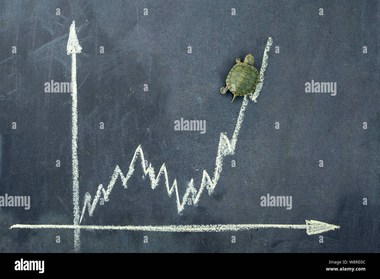 Turtle share online price