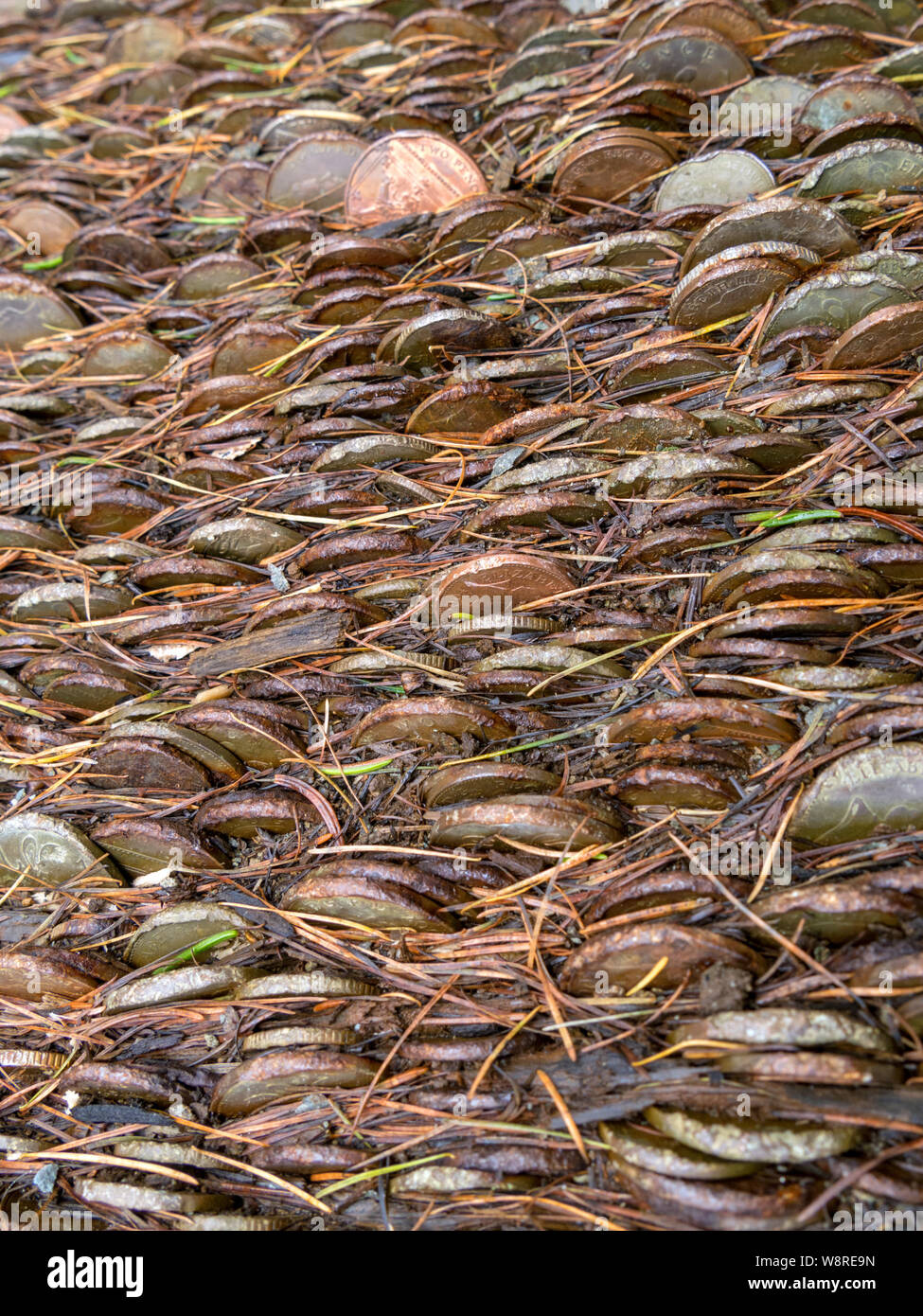 Closeup of hundreds of coins embedded in wooden trunk of Wishing or Money tree Stock Photo