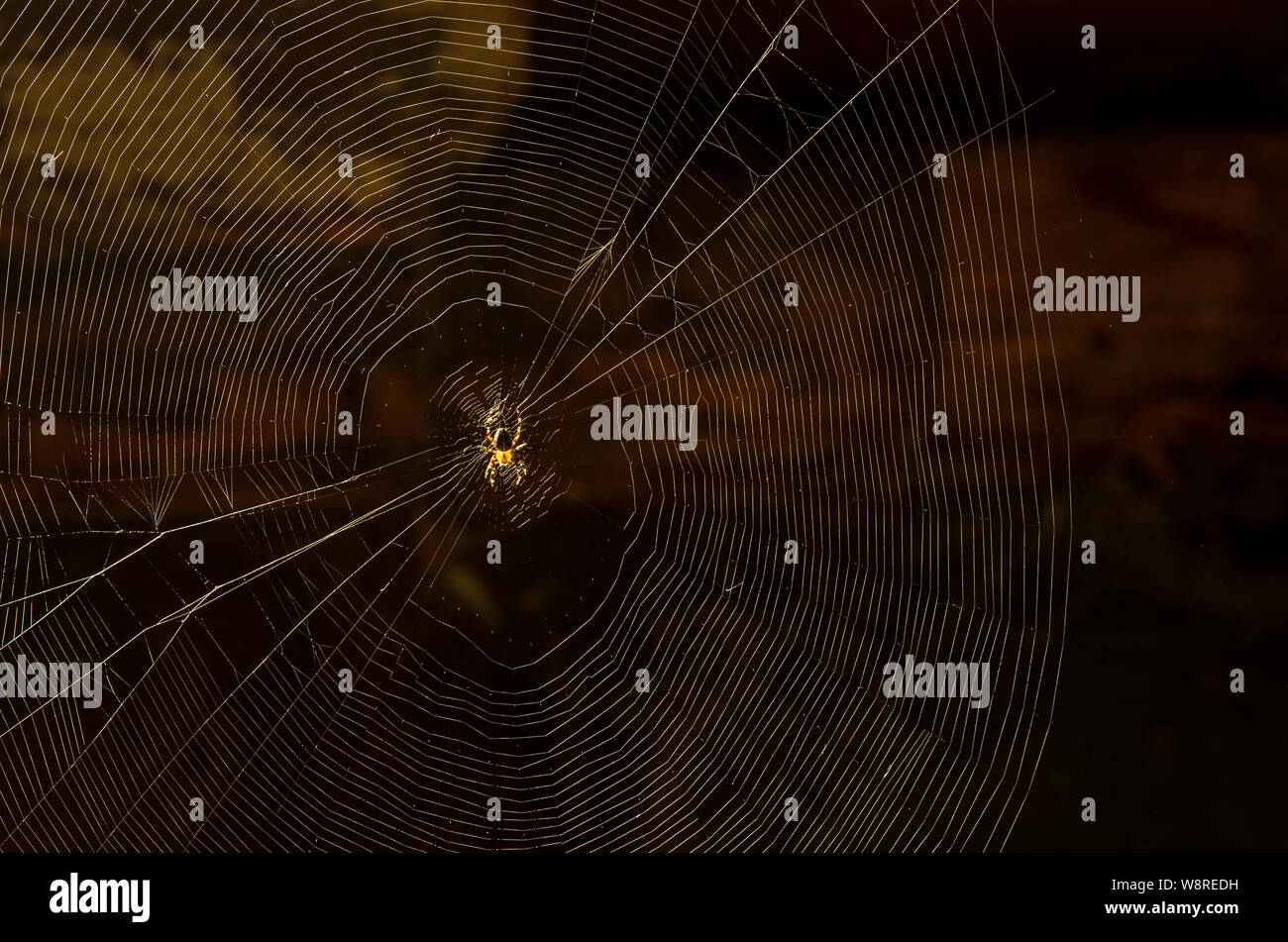 Glowing spider web with a amber domestic house spider in the center background of the dark Stock Photo