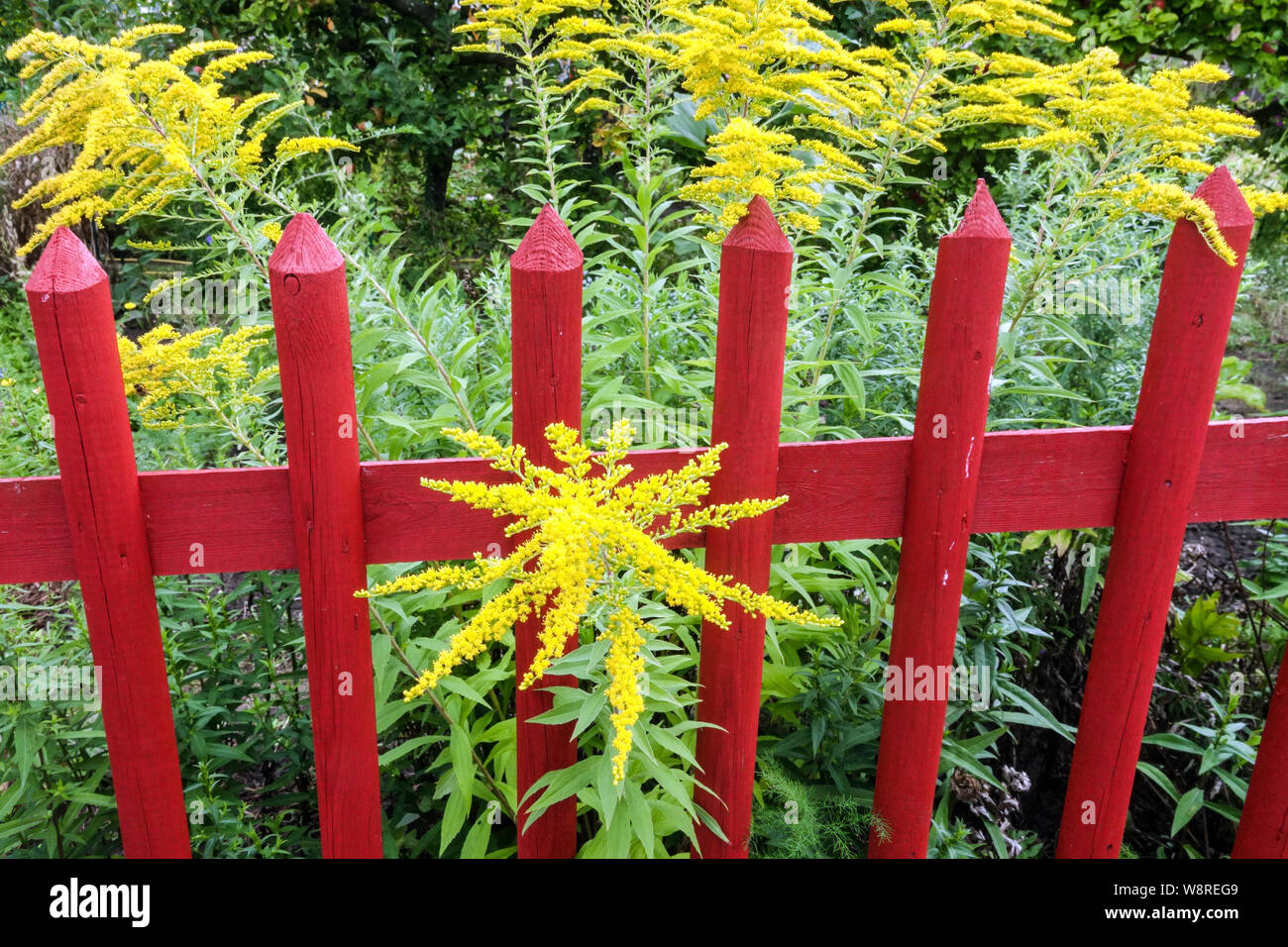 Yellow goldenrods flowers, growing at red wooden painted garden fence wooden fence garden Stock Photo