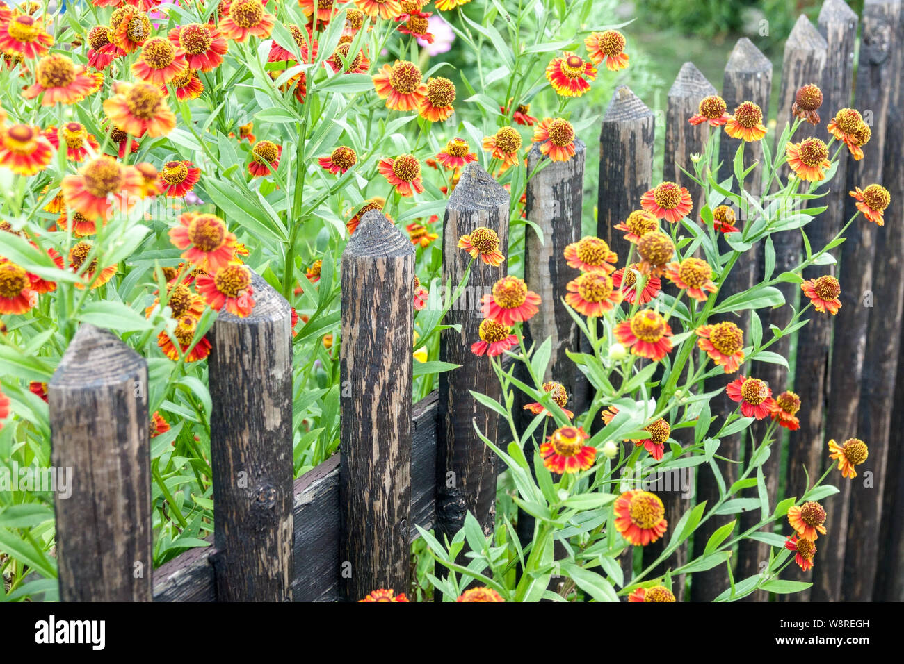 Old wooden fence flowers hi-res stock photography and images - Alamy