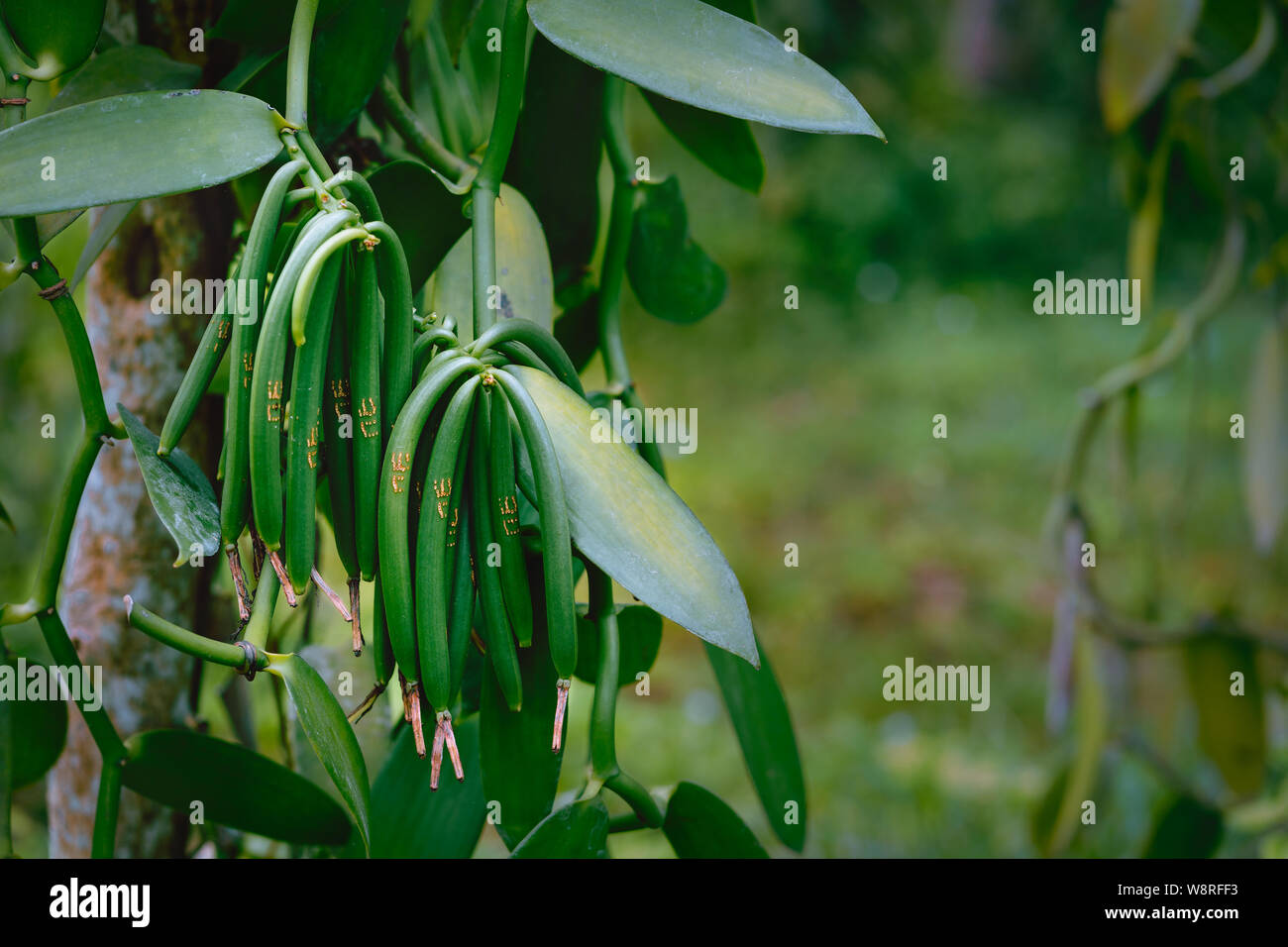 Vanilla plantation hires stock photography and images Alamy