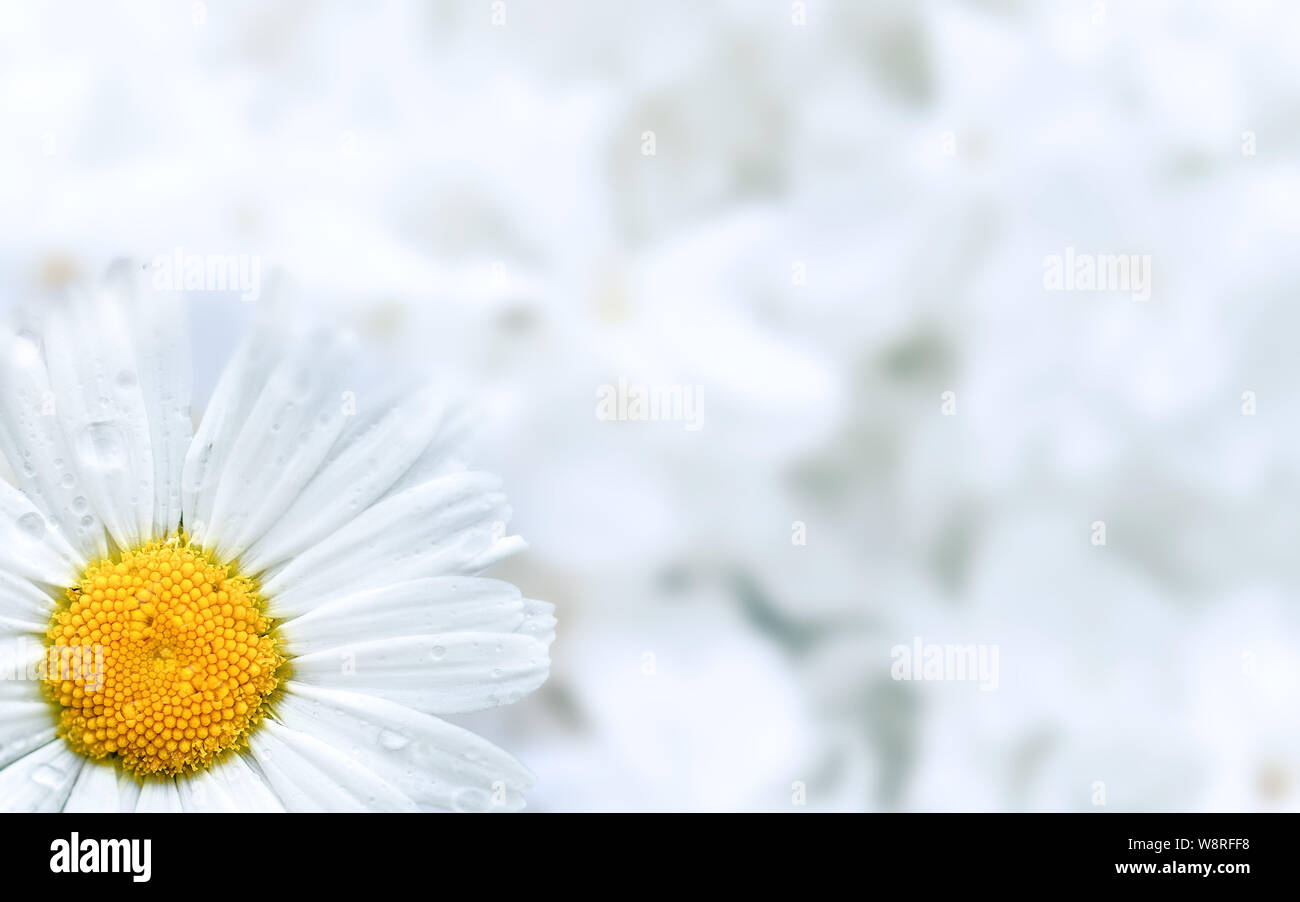 White daisy flower on a blurry white flowery background with copy space. Stock Photo