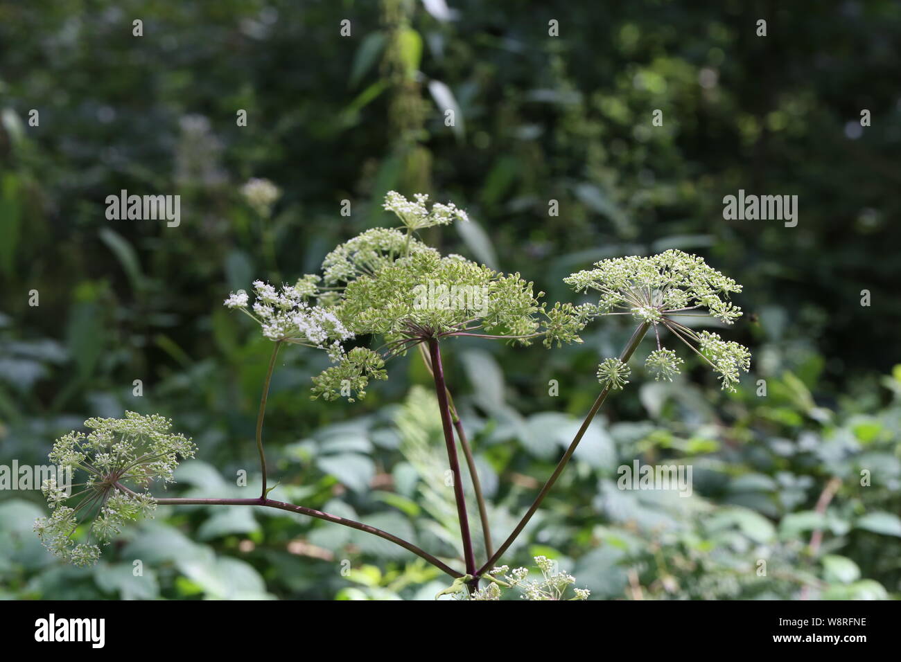 White flowering plant, Caraway or meridian fennel Stock Photo