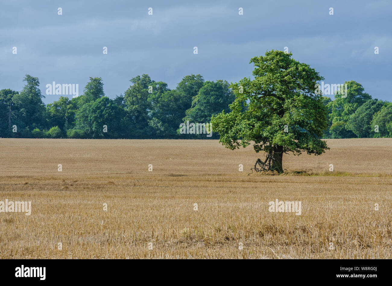 Cereal crop growing uk hires stock photography and images Alamy