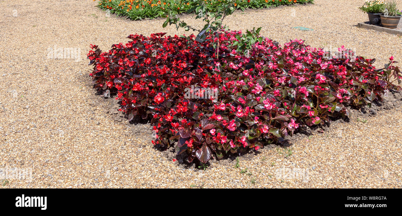 Royal Horticultural Society gardens at Hyde Hall, Essex, England, UK - Annual Bedding, begonias Stock Photo