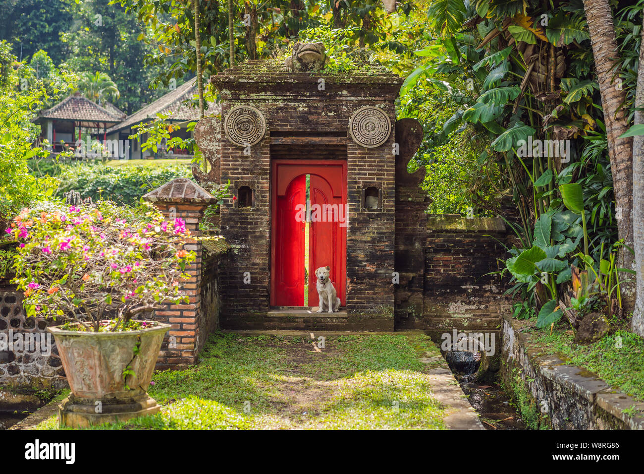 The dog sits on the background of a large red front door Stock Photo