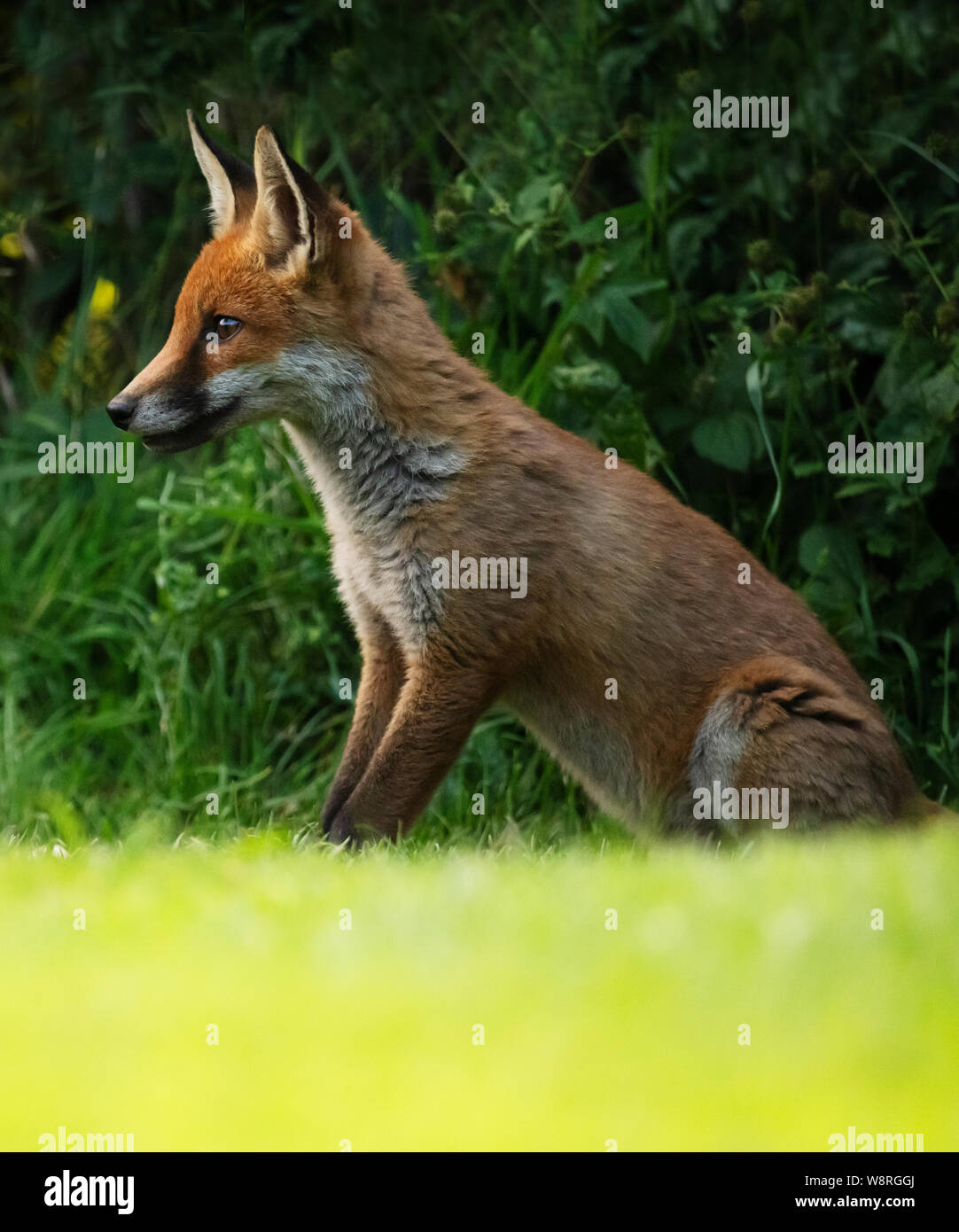 A wild Red Fox (Vulpes vulpes) sitting in the early evening, Warwickshire Stock Photo