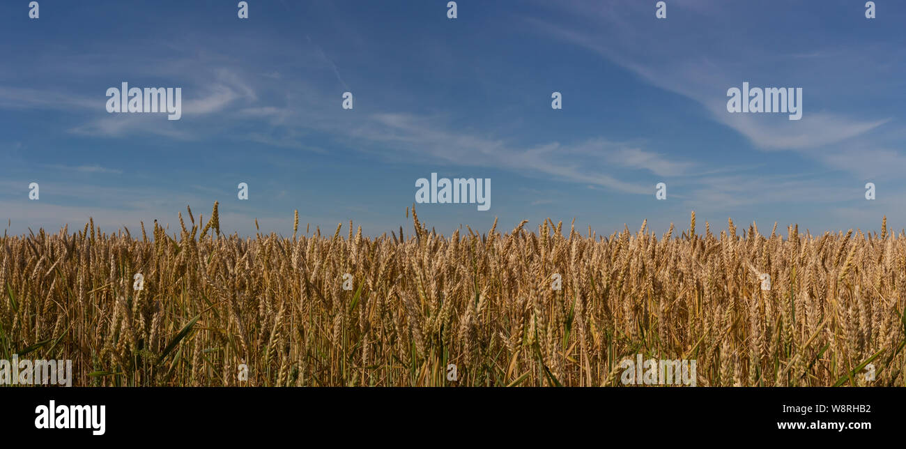 Field of ripe wheat against the blue sky. Stock Photo
