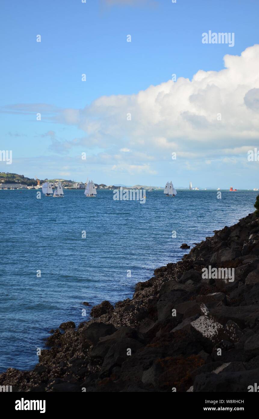 Sailing in the Auckland Harbour, New Zealand Stock Photo