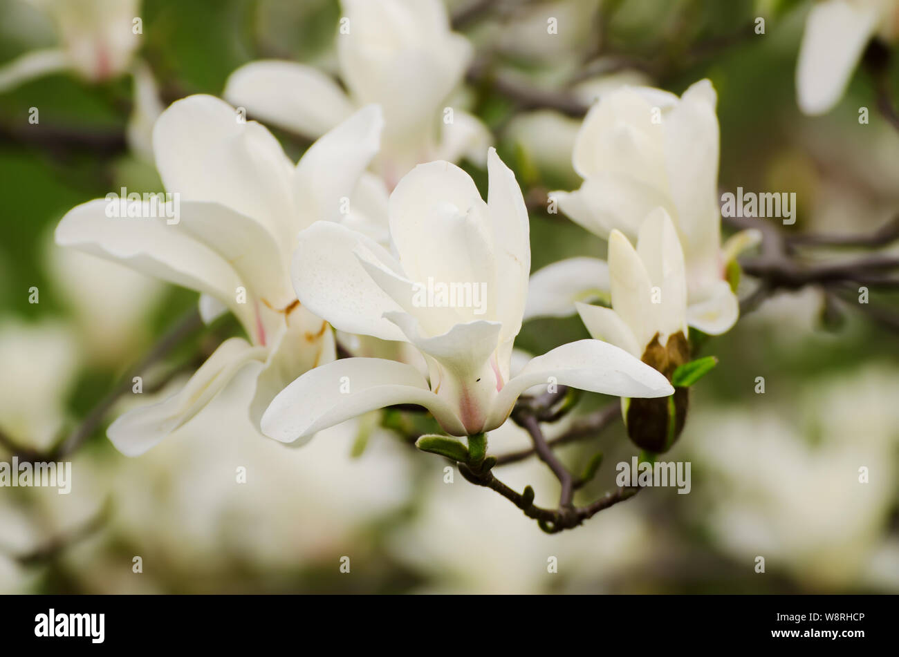 Magnolia spring flowers Stock Photo - Alamy