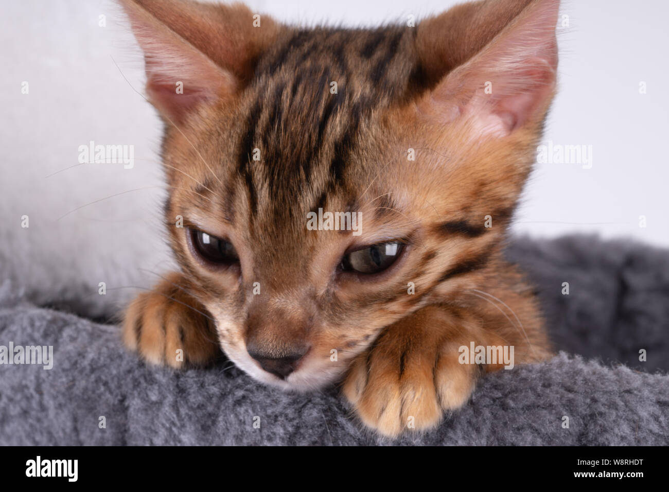 beautiful Bengal cat playing on the scratching post Stock Photo