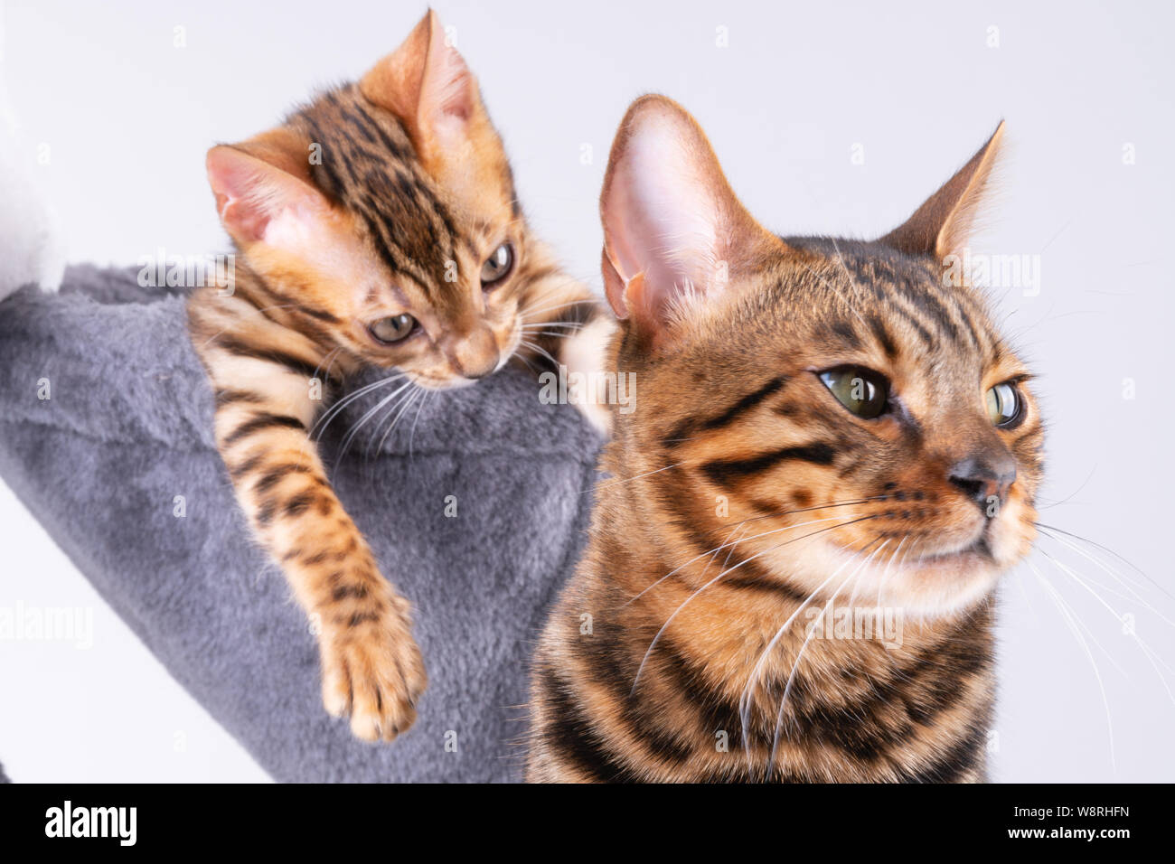 beautiful Bengal cat playing on the scratching post Stock Photo