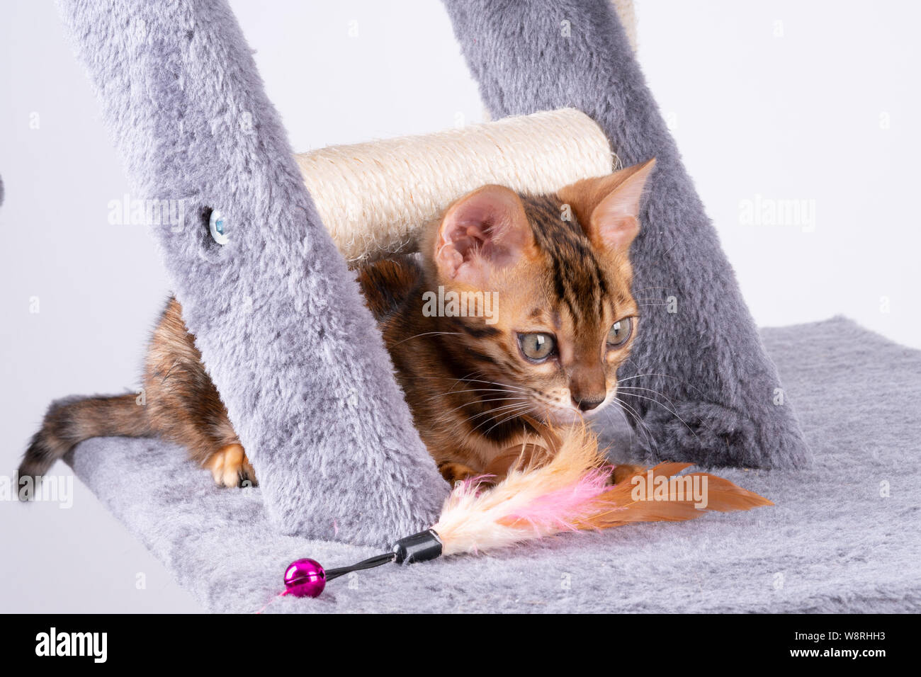 beautiful Bengal cat playing on the scratching post Stock Photo Alamy
