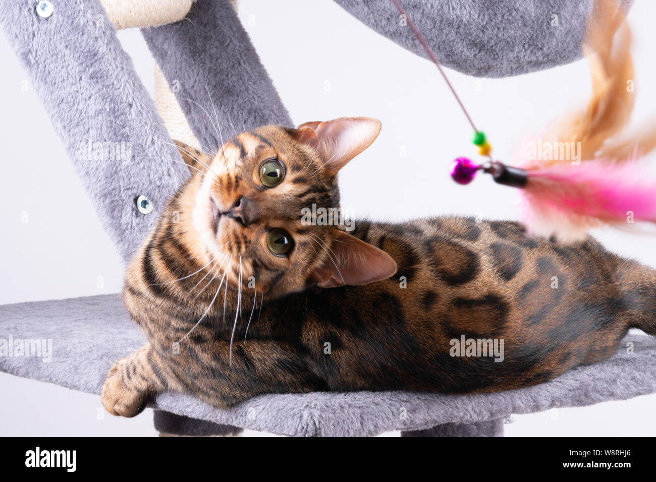 beautiful Bengal cat playing on the scratching post Stock Photo Alamy