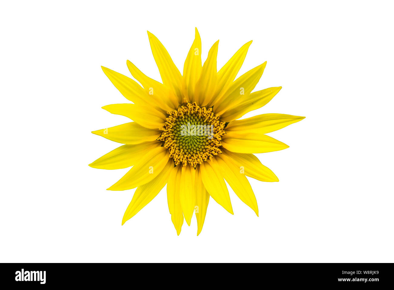Sunflower isolated on a white background Stock Photo - Alamy