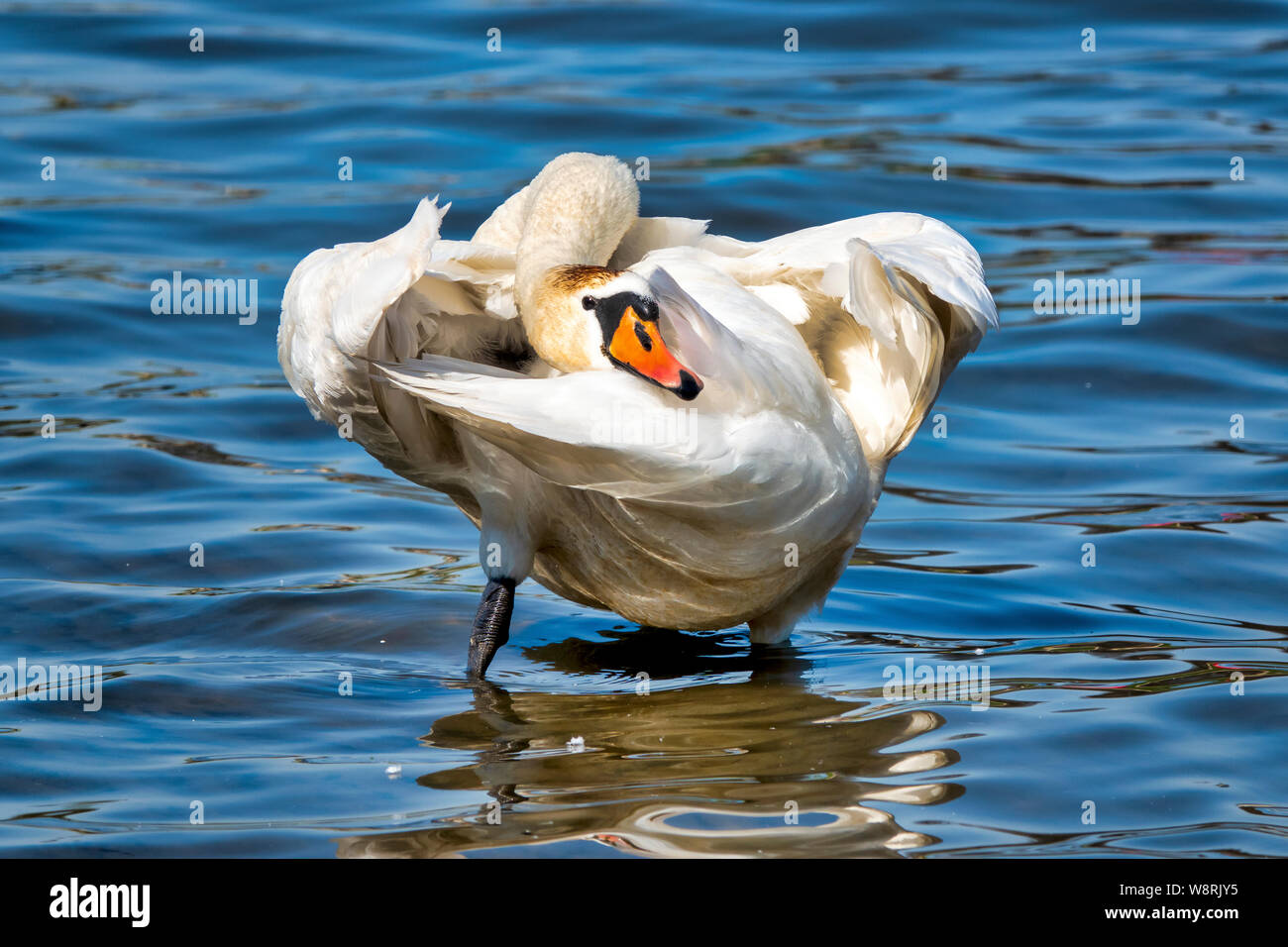 Mute swan (Cygnus olor) in a river Stock Photo