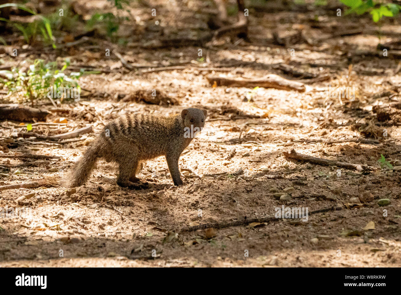 Banded mongoose (Mungos mungo) digging for insects. The banded mongoose is found throughout sub-Saharan Africa, inhabiting grassland, woodland and roc Stock Photo