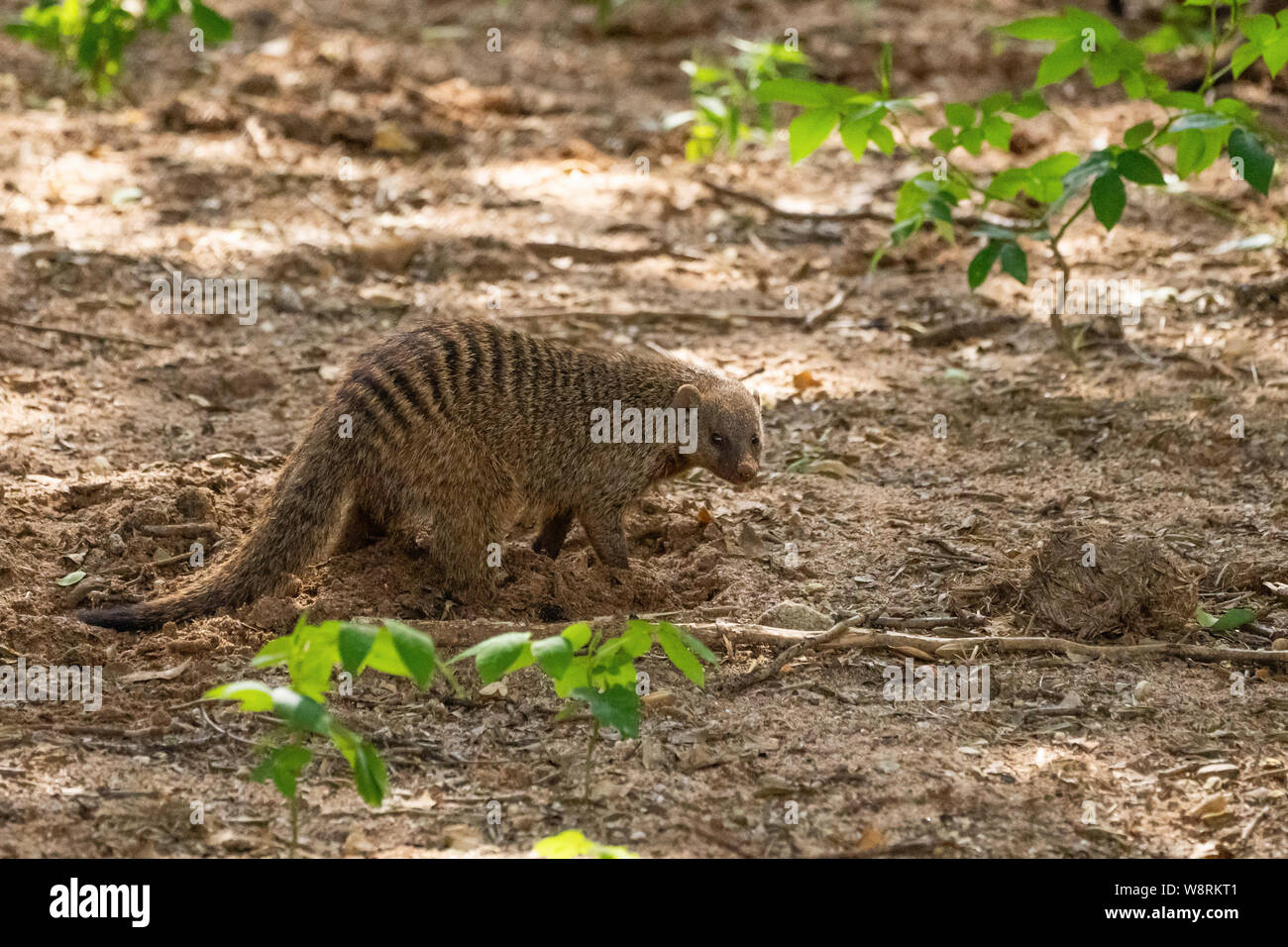 Banded mongoose (Mungos mungo) digging for insects. The banded mongoose is found throughout sub-Saharan Africa, inhabiting grassland, woodland and roc Stock Photo