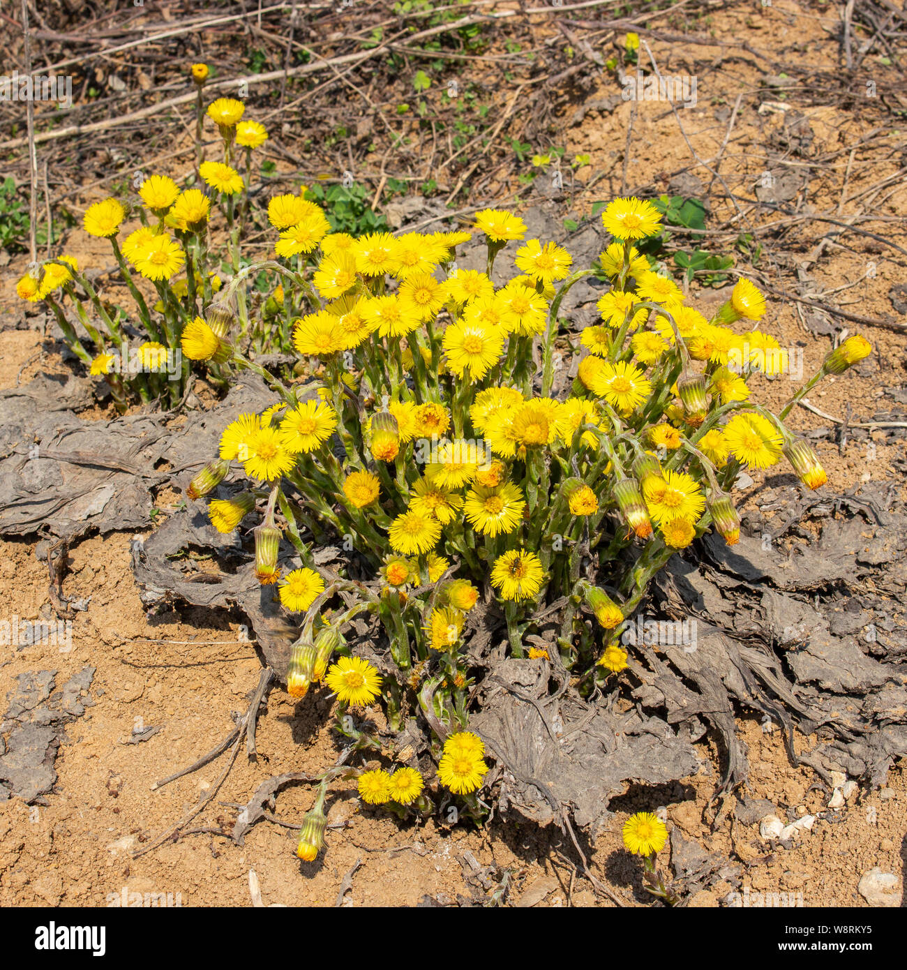 Yellow flowers Tussilago farfara Asteraceae coltsfoot foalfoot. The first spring flowers on the background of bare ground Stock Photo