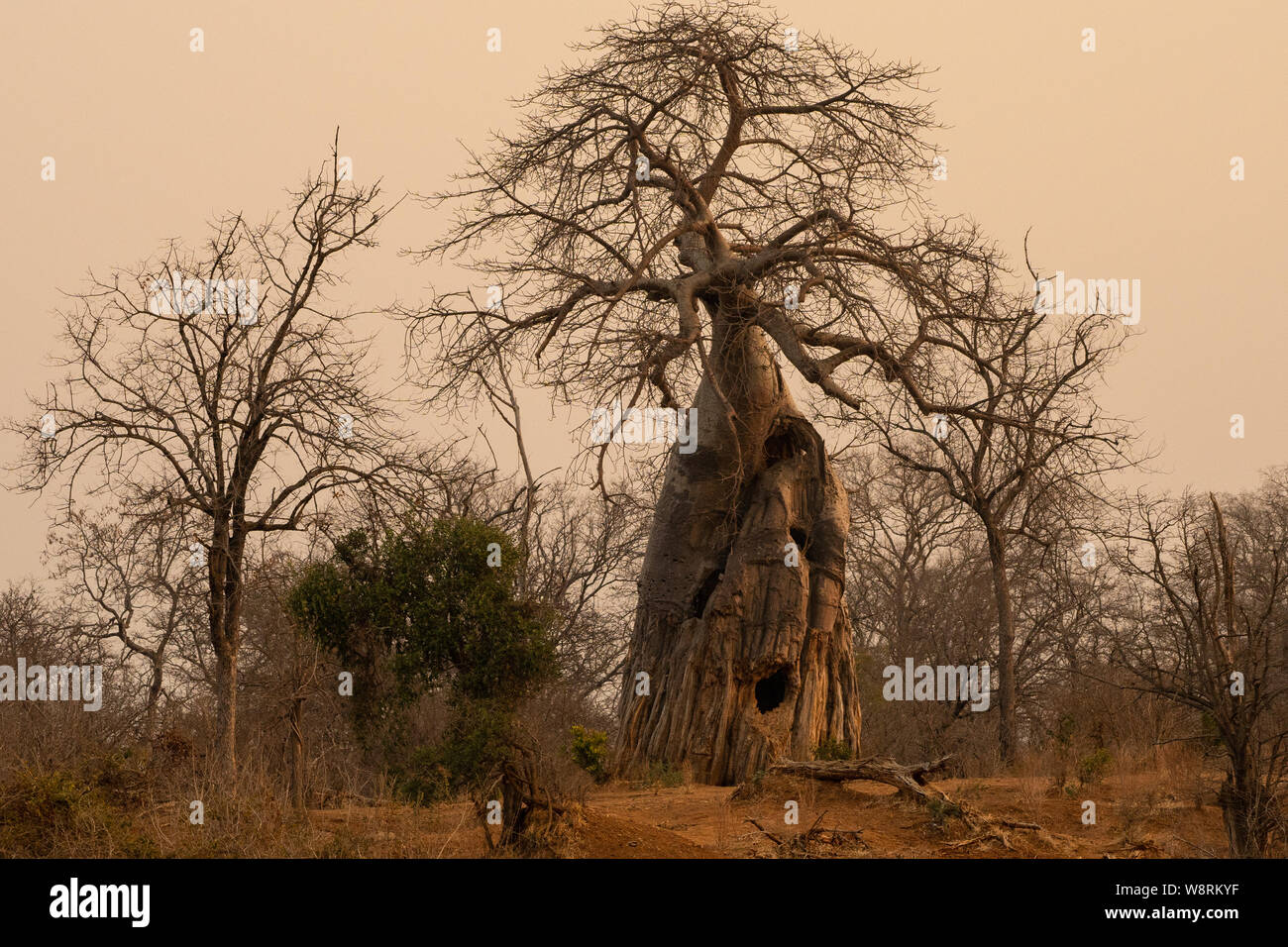 Baobab (Adansonia digitata) tree. Photographed in Lake Kariba, Zimbabwe. Stock Photo