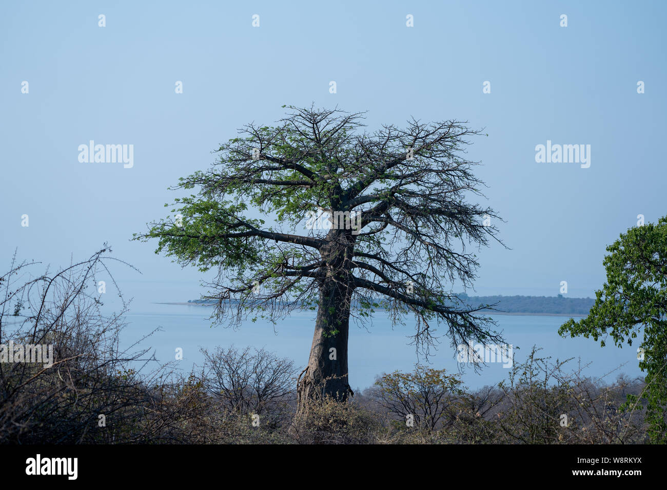 Baobab (Adansonia digitata) tree. Photographed in Lake Kariba, Zimbabwe. Stock Photo