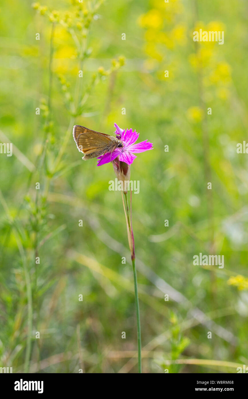 Butterfly Ochlodes sylvanus on a lilac flower of wild carnation Dianthus deltoides. Flying insect in a green flowering meadow, wildlife vertical Stock Photo