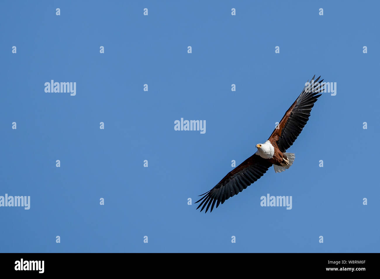 African fish eagle (Haliaeetus vocifer) in flight with a blue sky background . This bird is found in sub-Saharan Africa near water. The female, the la Stock Photo