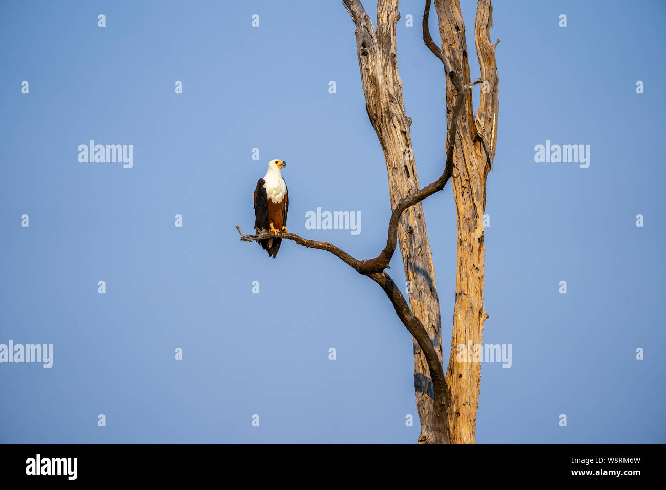 African fish eagle,Africa,African,Eagle,Fish Eagle,eagles,bird of prey,Haliaeetus vocifer,perched,perch,perching,branch,tree,endemic,blue sky,animal,a Stock Photo