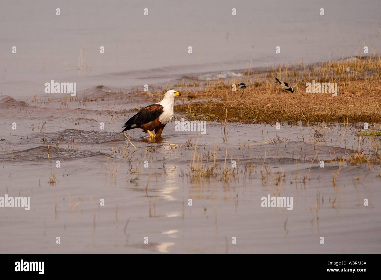 African fish eagle (Haliaeetus vocifer) in a water pond. This bird is found in sub-Saharan Africa near water. The female, the larger of the sexes, has Stock Photo