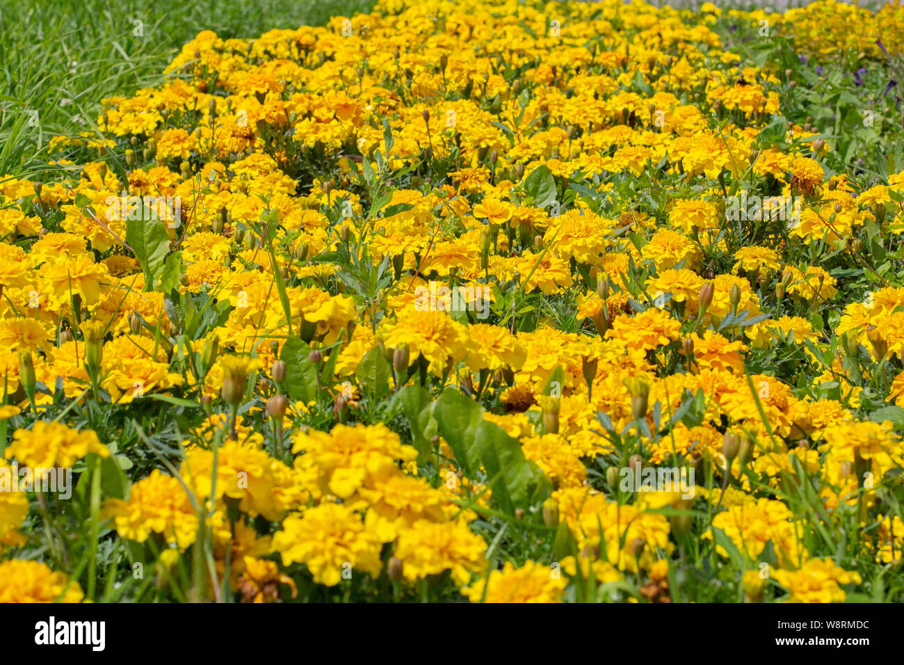 Tagetes is a genus of the sunflower family Asteraceae. Yellow flowers Tagete marigold on a flower bed in the park, decoration background wallpaper hor Stock Photo
