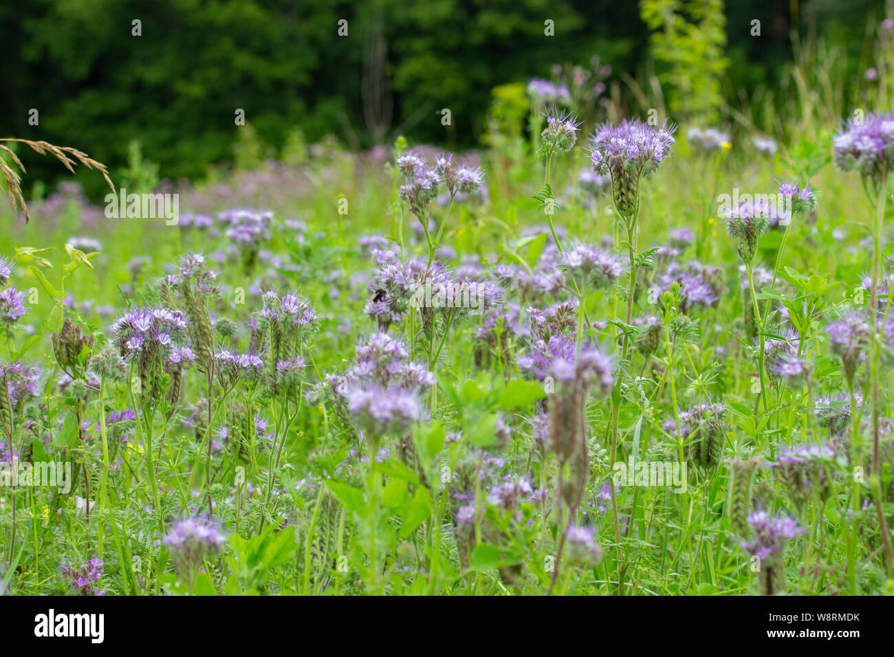 Hubby Phacelia wild grass flower, flowering meadow, purple lilac flower landscape horizontal background wallpaper Stock Photo