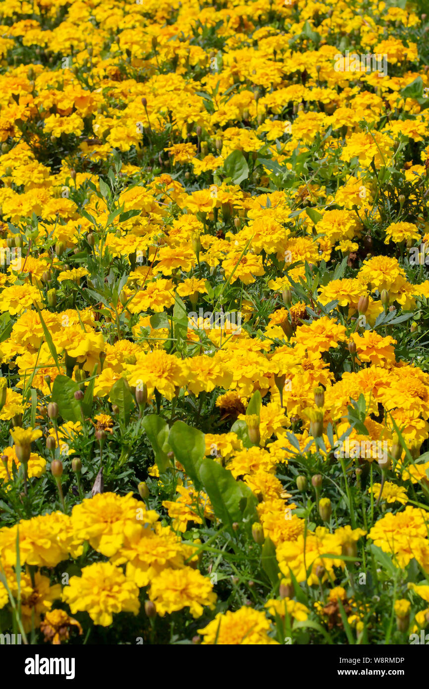 Tagetes is a genus of annual or perennial herbaceous plants in the sunflower family Asteraceae. Yellow flowers Tagete marigold, background vertical po Stock Photo