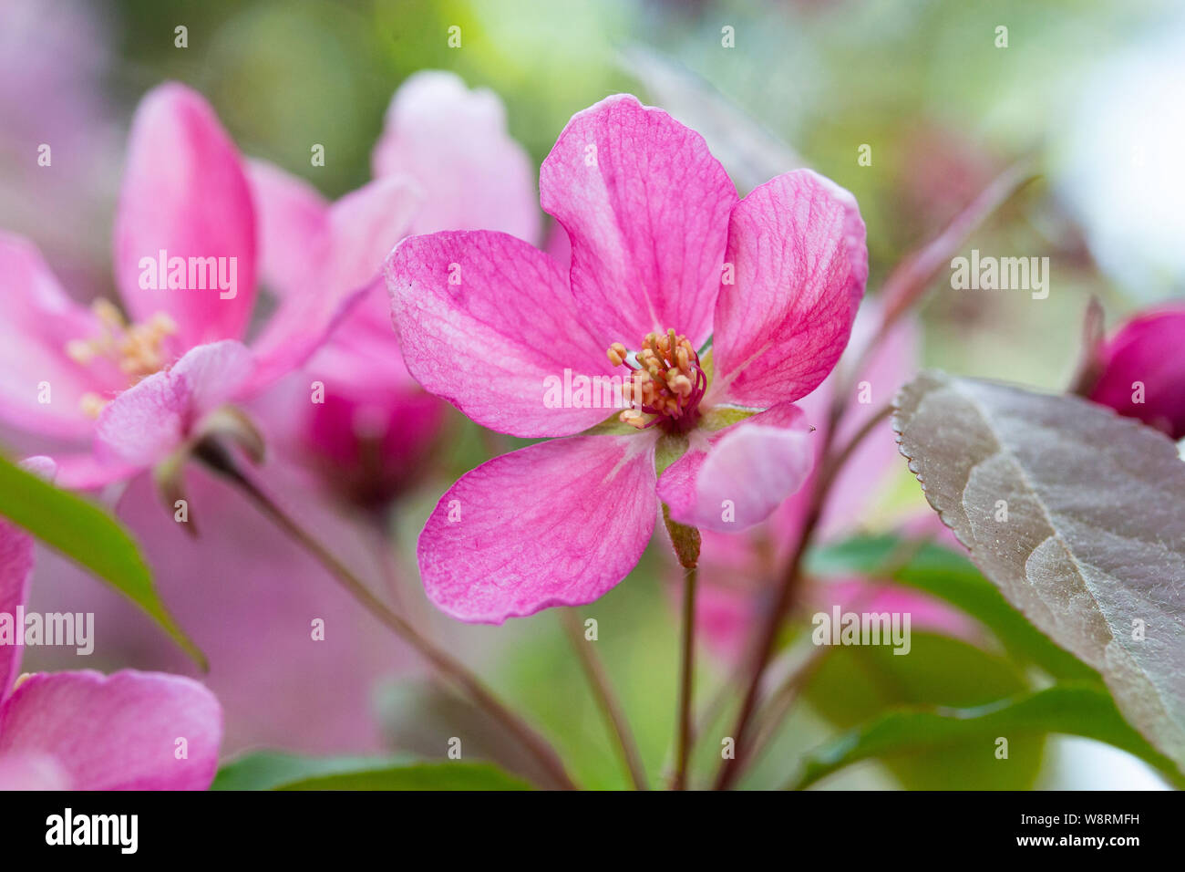 Crab apple blossom pink flowers and buds of spring flowering apple