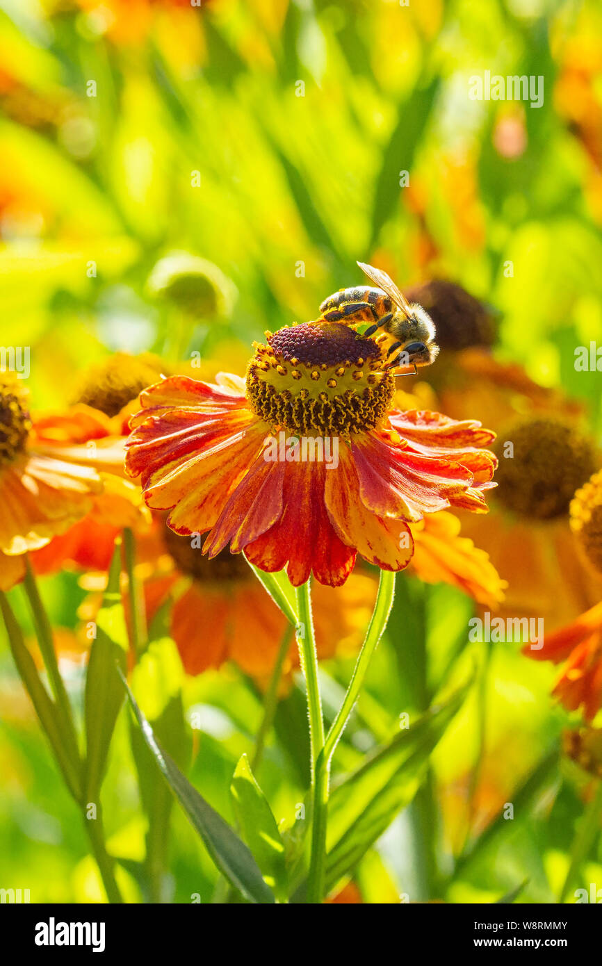 Helenium Waltraut with a bee beautiful flower closeup. Autumn garden flower pollinated by bee insects, orange flowers against green foliage, vertical Stock Photo