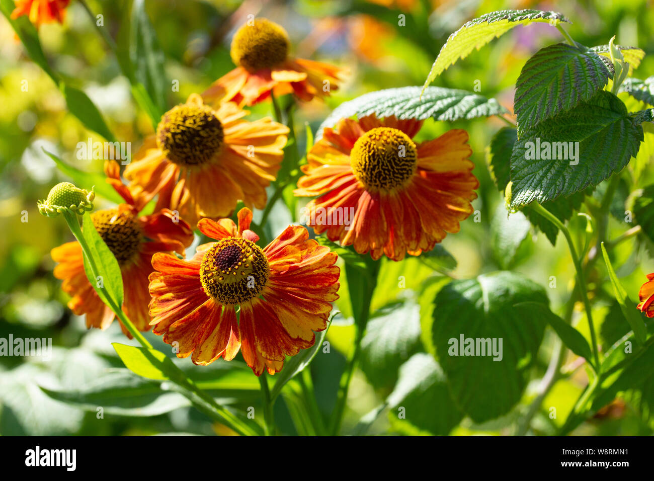 Helenium is blooming with orange flowers on a background of green foliage. Beautiful flowers with bright carved petals and large dark middle stamens Stock Photo