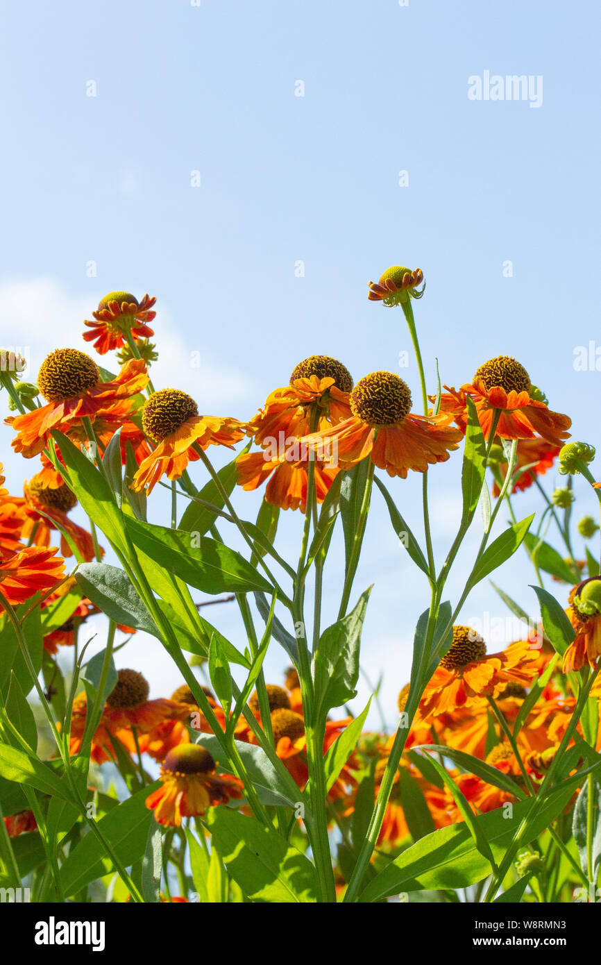 Blooming of autumn garden decorative flowers Helenium Waltraut, decoration of an autumn garden aster flowers against the sky. Orange Helenium with a l Stock Photo