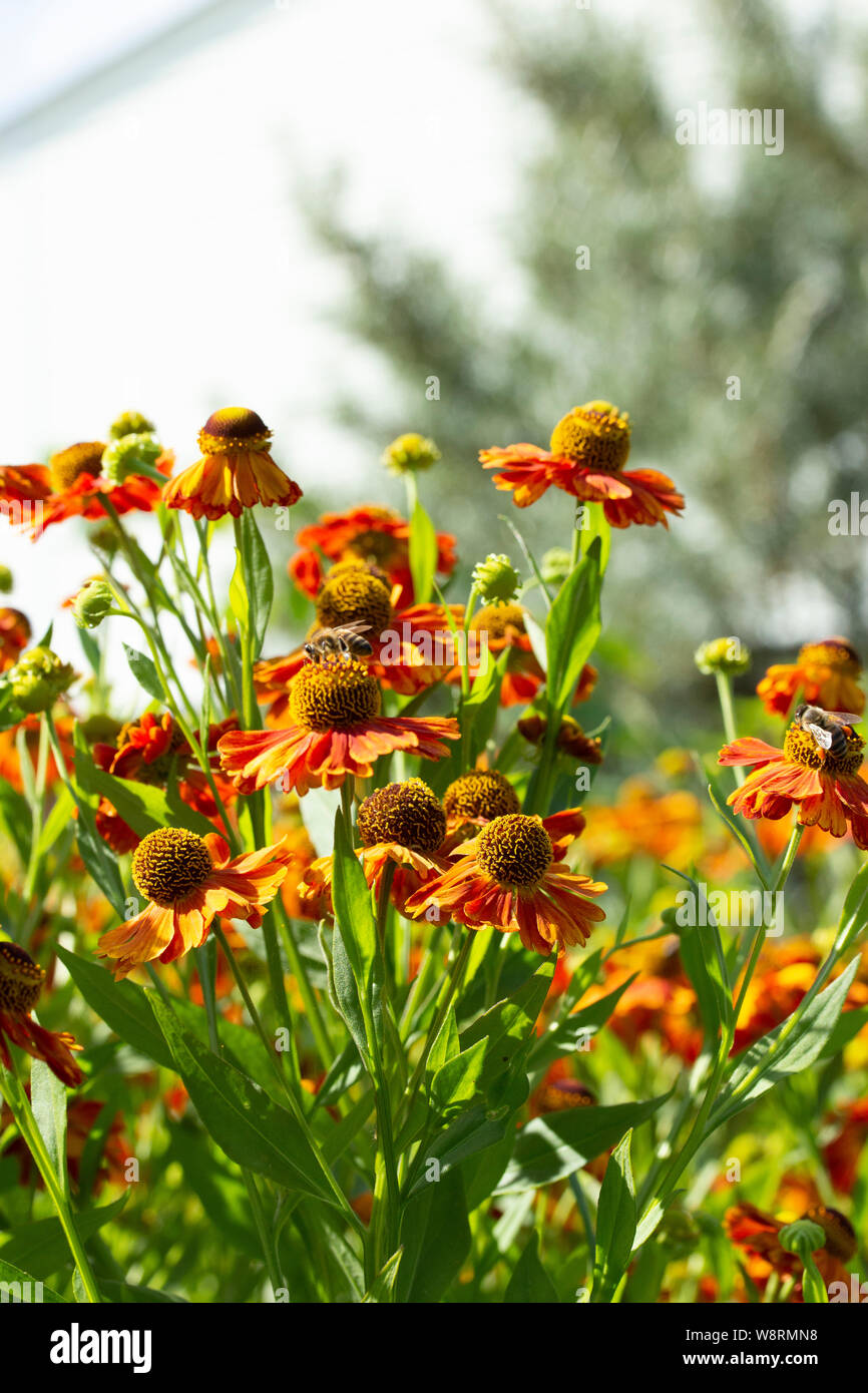 A group of Helenium in nature, a multi-flowered aster flower garden inedible bitter. Helenium bloom buds of ripe flowers, autumn garden flowers of ora Stock Photo
