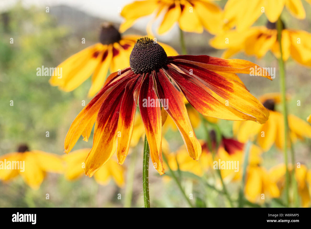 Yellow aster garden flowers Rudbeckia hirta, perennial asteraceae decorative garden flowers. Yellow flower with long petals and a dark middle Stock Photo