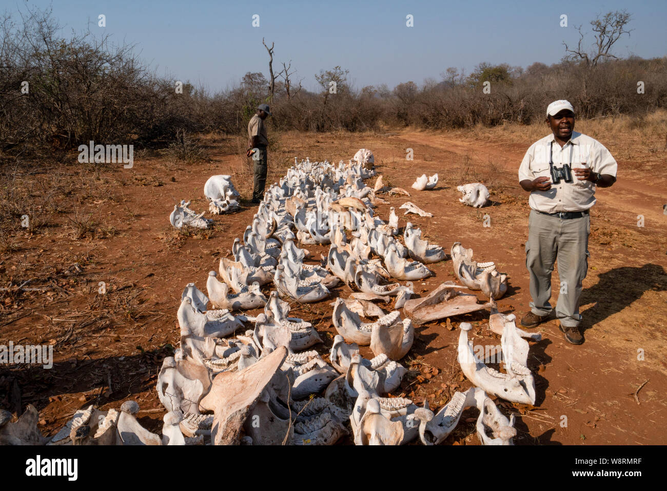 Poached elephant skulls. View of the skulls of elephants which have been killed by poachers for their tusks. Poached elephant tusks are sold for ivory Stock Photo