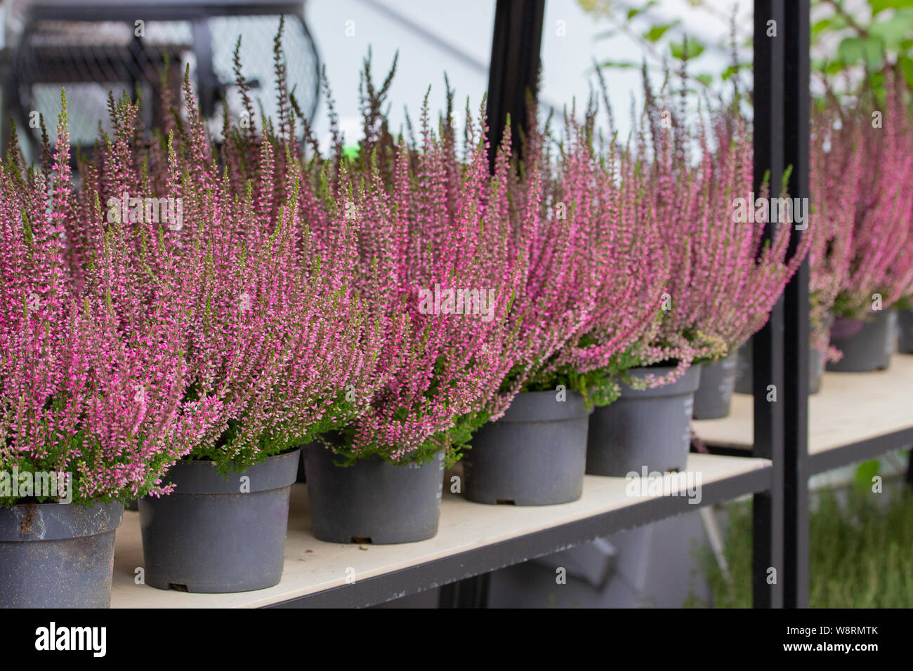 Blooming Heather Calluna in pots, flower shop. Heather vulgaris Calluna vulgaris bloom of small red pink flowers. Decorative garden flowering plant Stock Photo