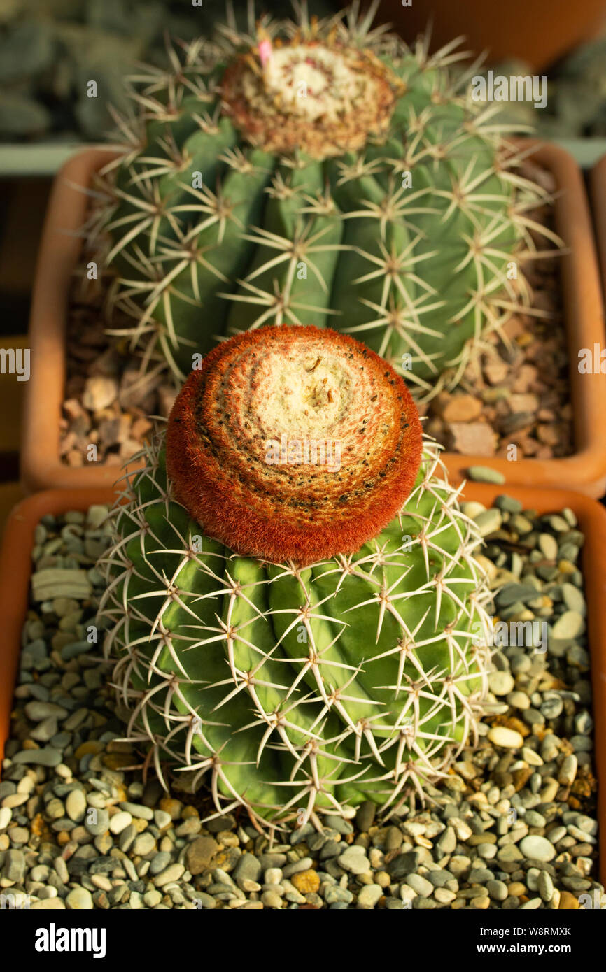 Melocactus matanzanus tropical evergreen cactus exotic with a bright brown red cap in a square pot. Breeding of tropical exotic plants at home, unpret Stock Photo