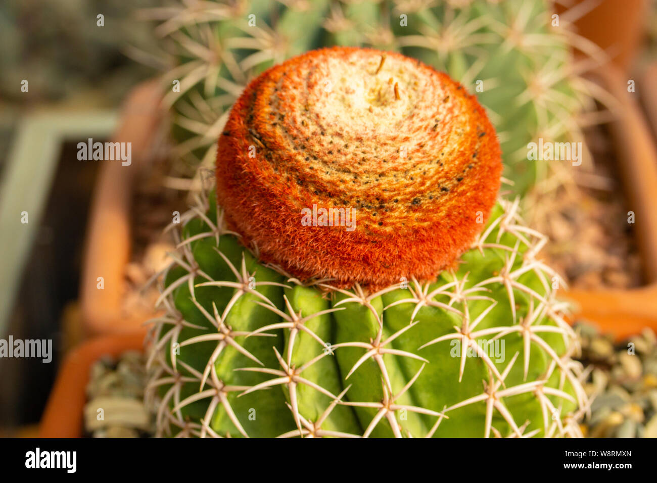 Melocactus matanzanus tropical evergreen cactus with a bright brown red cap in a square pot. Breeding of tropical exotic plants at home, unpretentious Stock Photo