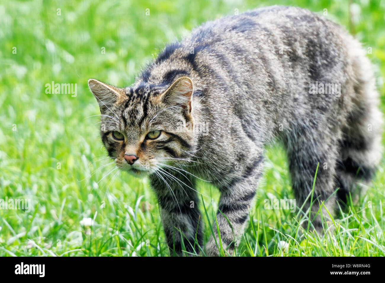 Scottish Wildcat at the British Wildlife Centre Stock Photo - Alamy